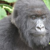  Gorilla (Congo)